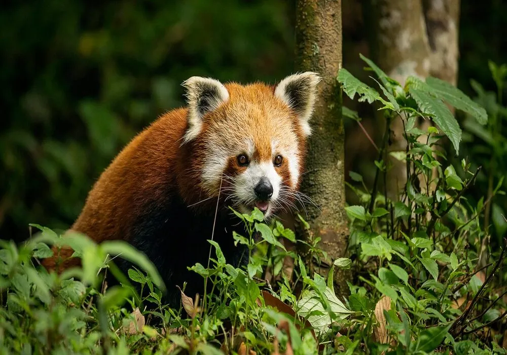 Sikkim & Darjeeling Hills for 04 Nights and 05 Days